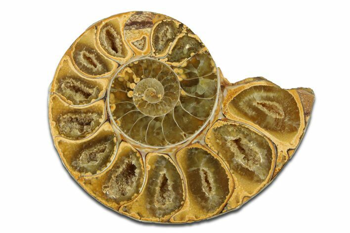 Jurassic Cut & Polished Ammonite Fossil (Half) - Madagascar #289254